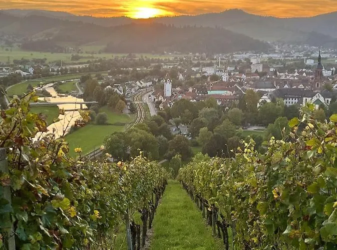 Coucou - Nest Im Schwarzwald
